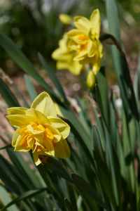 Image 68